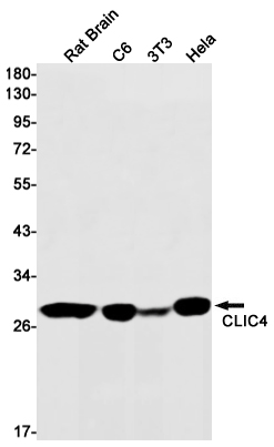 CLIC4 Rabbit mAb