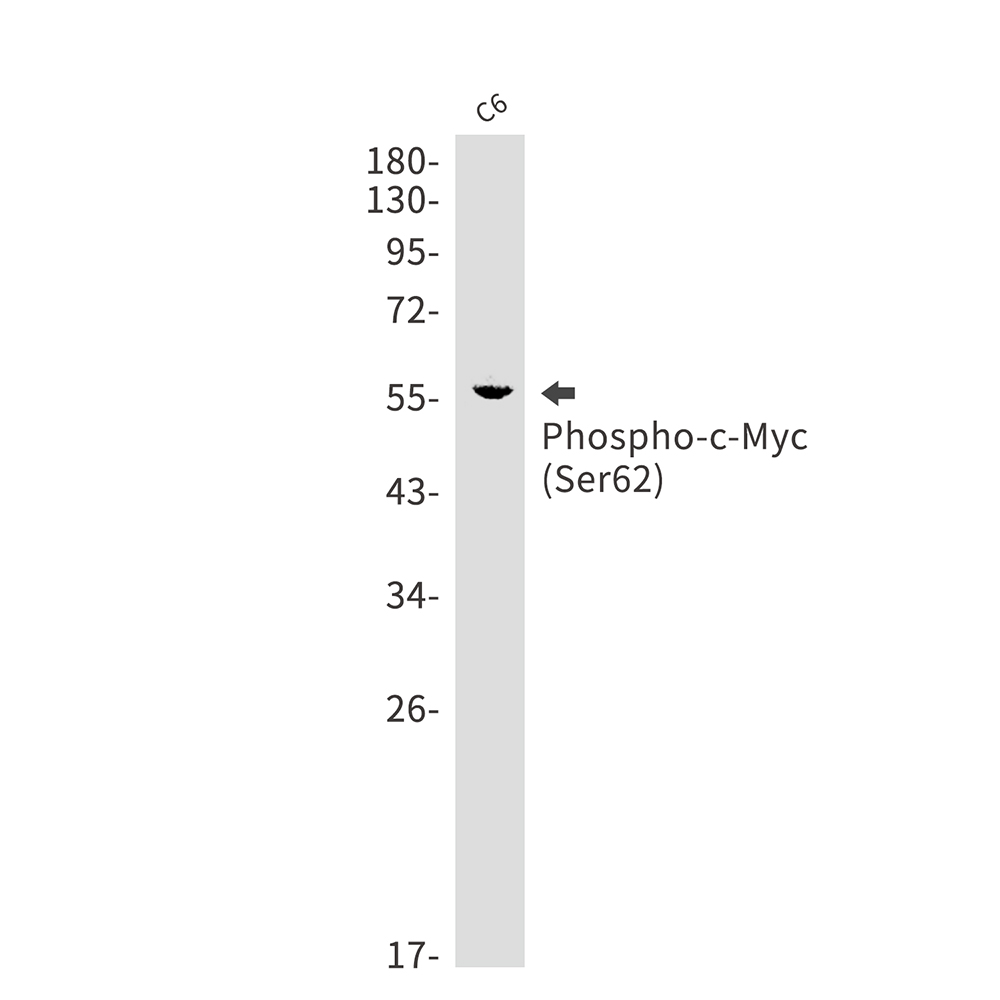 Phospho-c-Myc (Ser62) Rabbit mAb