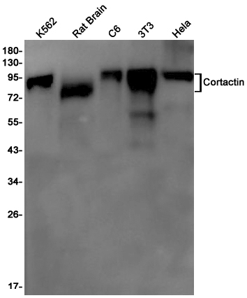 Cortactin Rabbit mAb