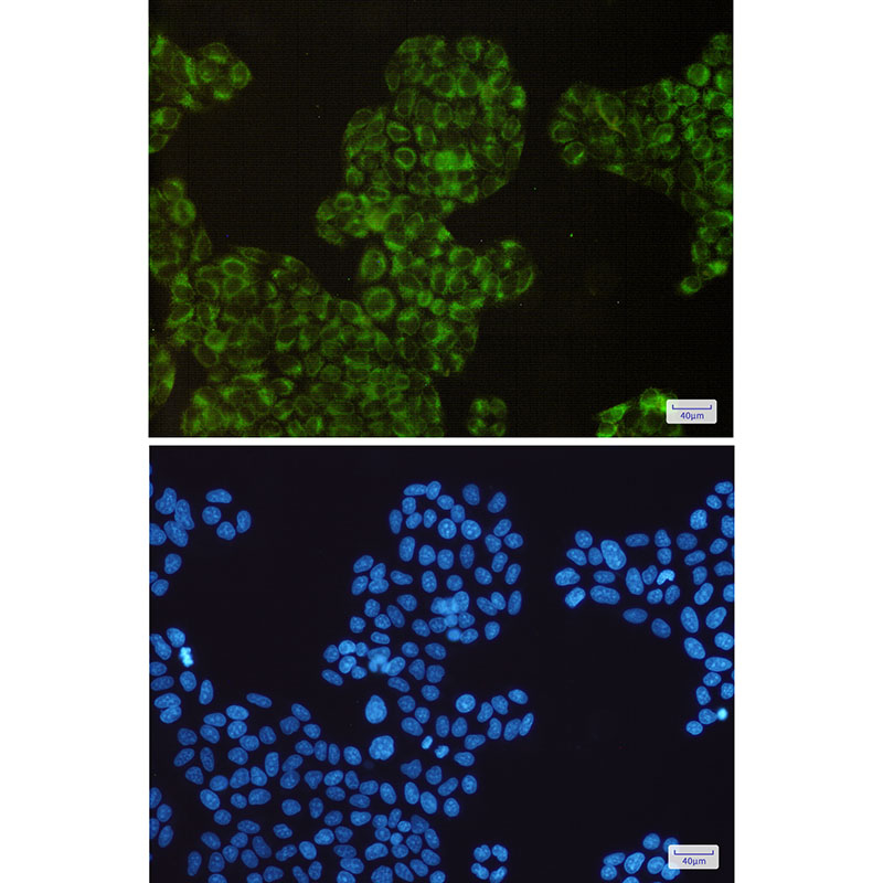 Cyclooxygenase 1 Rabbit mAb