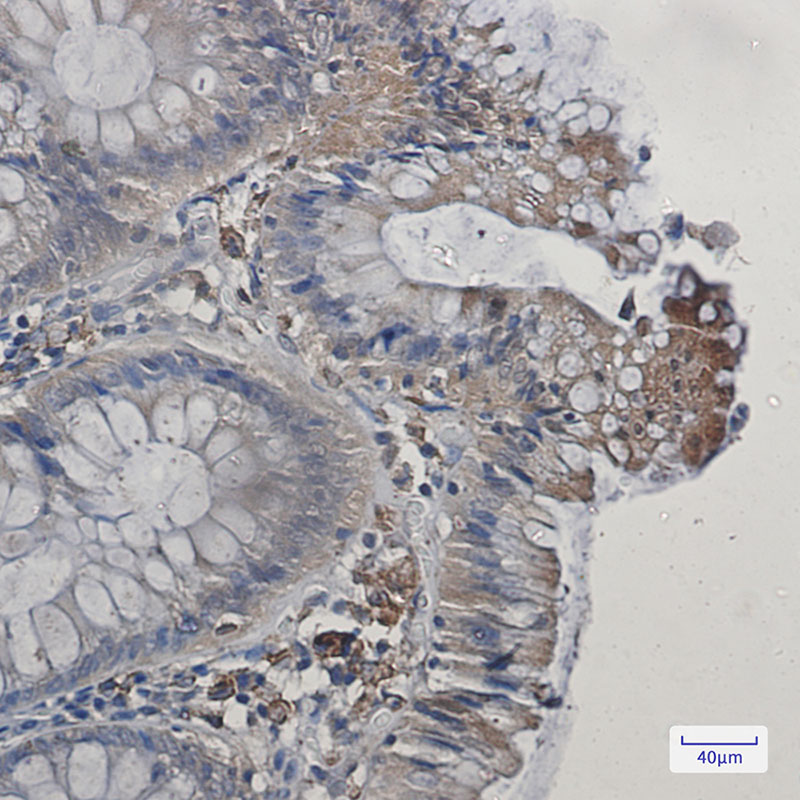 Cyclooxygenase 1 Rabbit mAb