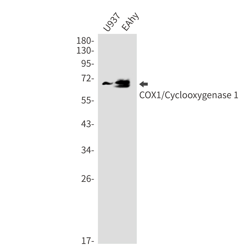 Cyclooxygenase 1 Rabbit mAb