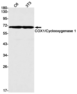 Cyclooxygenase 1 Rabbit mAb