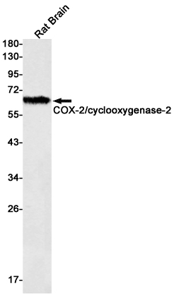 Cyclooxygenase 2 Rabbit mAb