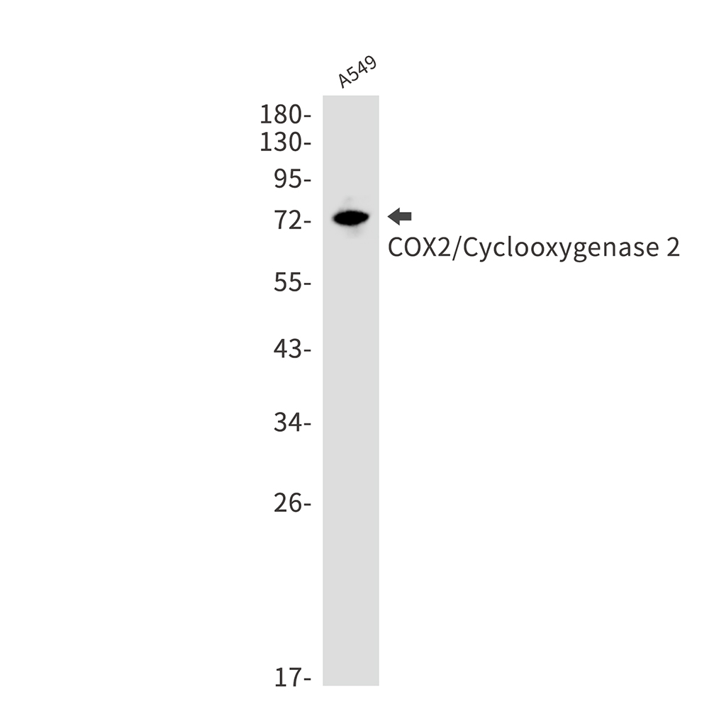 Cyclooxygenase 2 Rabbit mAb