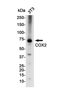 Cyclooxygenase 2 Rabbit mAb