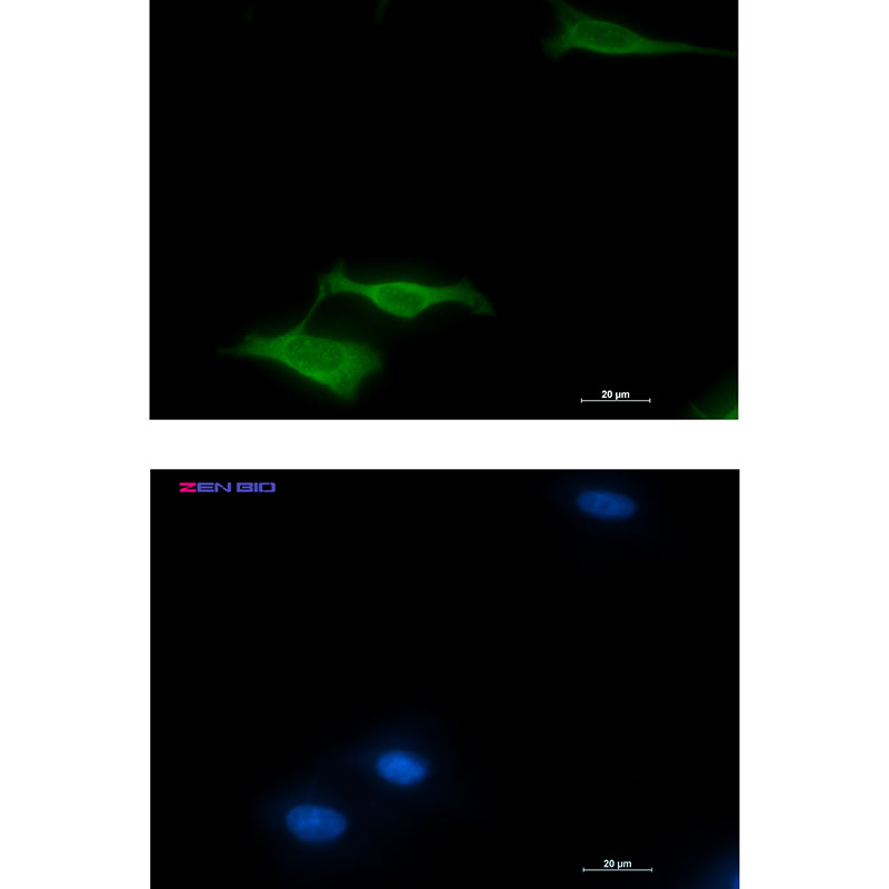 COX5B Rabbit mAb