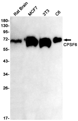 CPSF6 Rabbit mAb