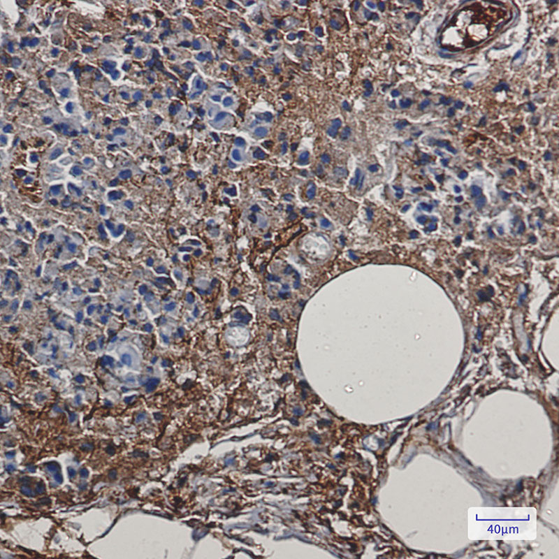 Creatine Kinase B type Rabbit mAb