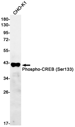 Phospho-CREB (Ser133) Rabbit mAb