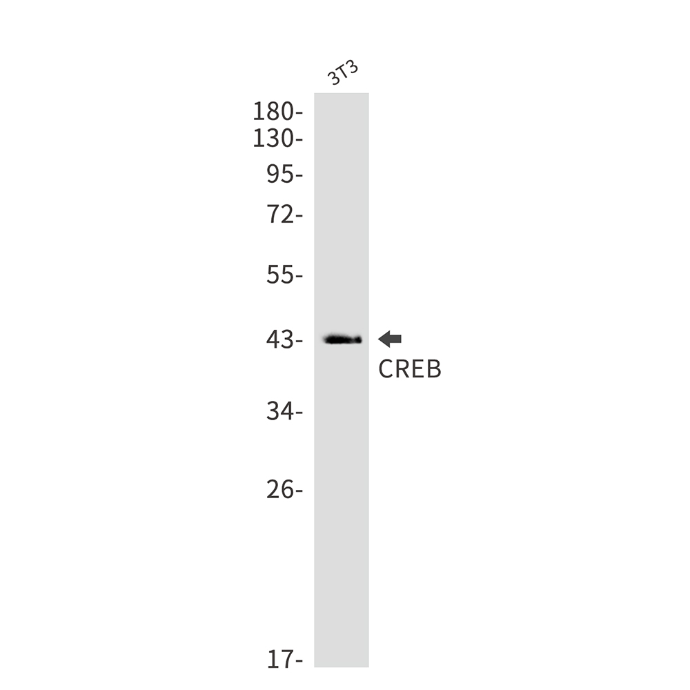 CREB Rabbit mAb