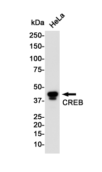 CREB Rabbit mAb