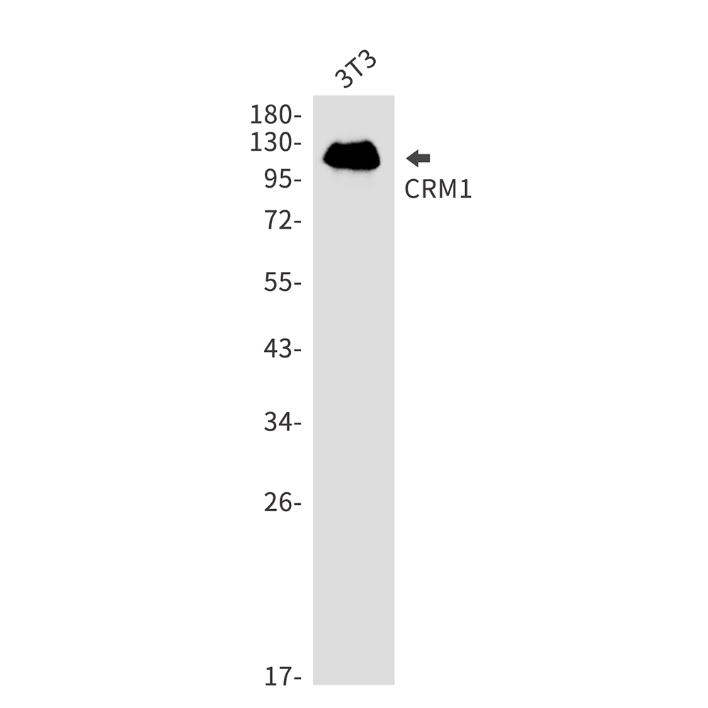 CRM1 Rabbit mAb