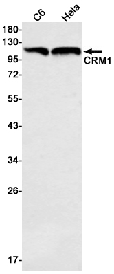 CRM1 Rabbit mAb