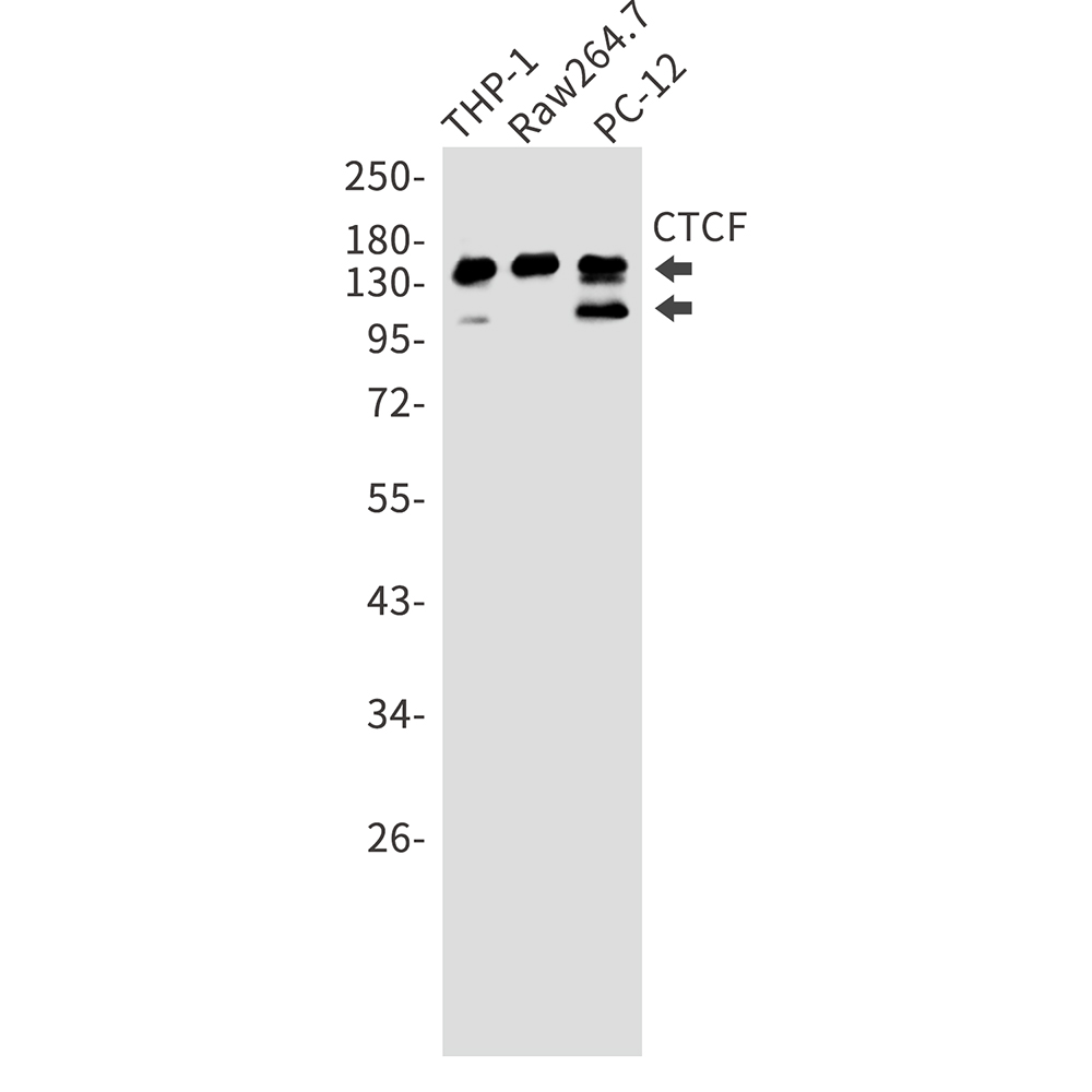 CTCF Rabbit mAb