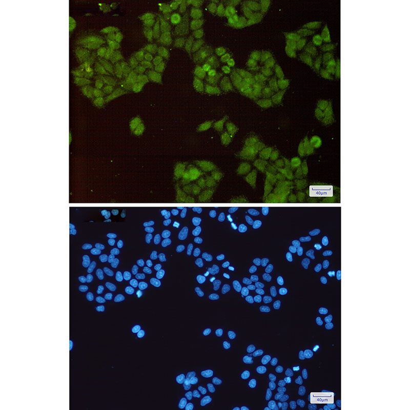 Cullin 1 Rabbit mAb