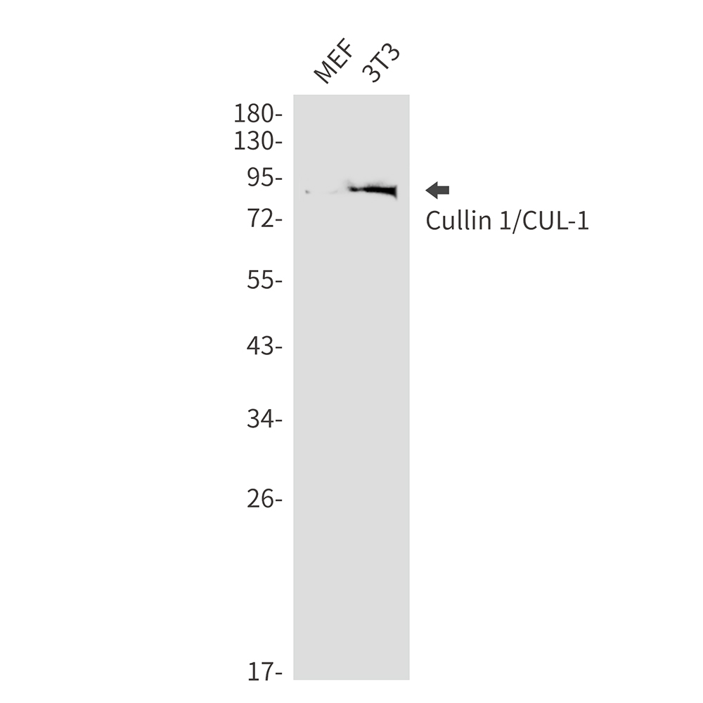 Cullin 1 Rabbit mAb