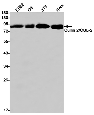 Cullin 2 Rabbit mAb