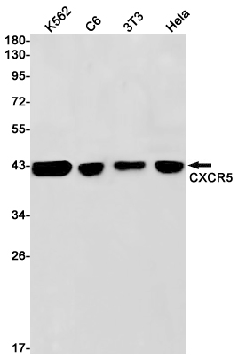 CXCR5 Rabbit mAb