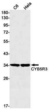 CYB5R3 Rabbit mAb