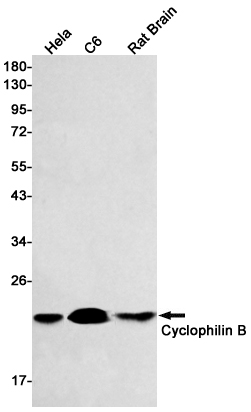 Cyclophilin B Rabbit mAb