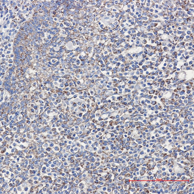 Cyclophilin F Rabbit mAb