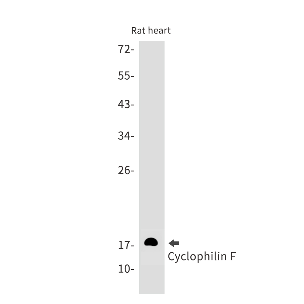 Cyclophilin F Rabbit mAb