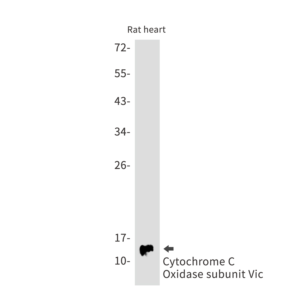 Cytochrome C Oxidase subunit Vic Rabbit mAb