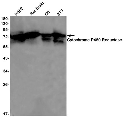 Cytochrome P450 Reductase Rabbit mAb