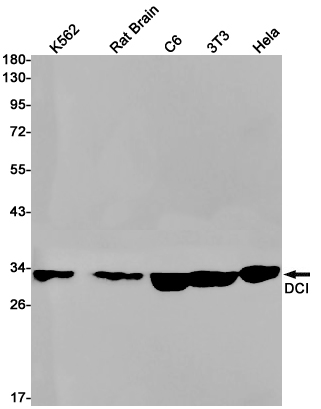 DCI Rabbit mAb