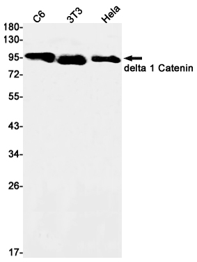 delta 1 Catenin Rabbit mAb