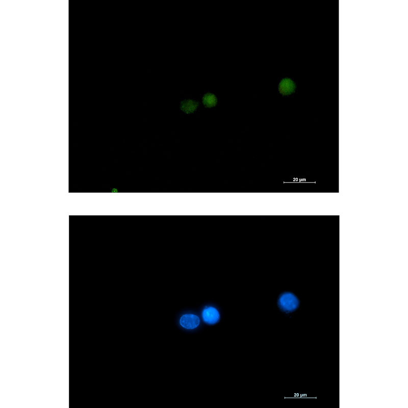 DGCR8 Rabbit mAb