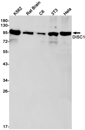 DISC1 Rabbit mAb