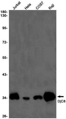 DNAJC8 Rabbit mAb