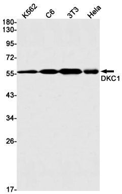 DKC1 Rabbit mAb