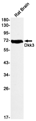 DKK3 Rabbit mAb