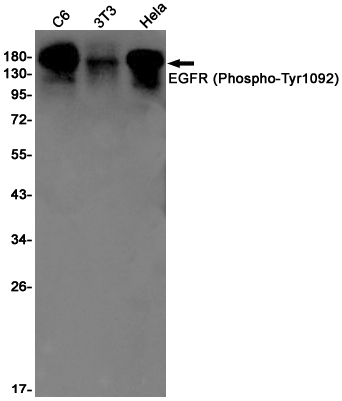 Phospho-EGFR (Tyr1092) Rabbit mAb