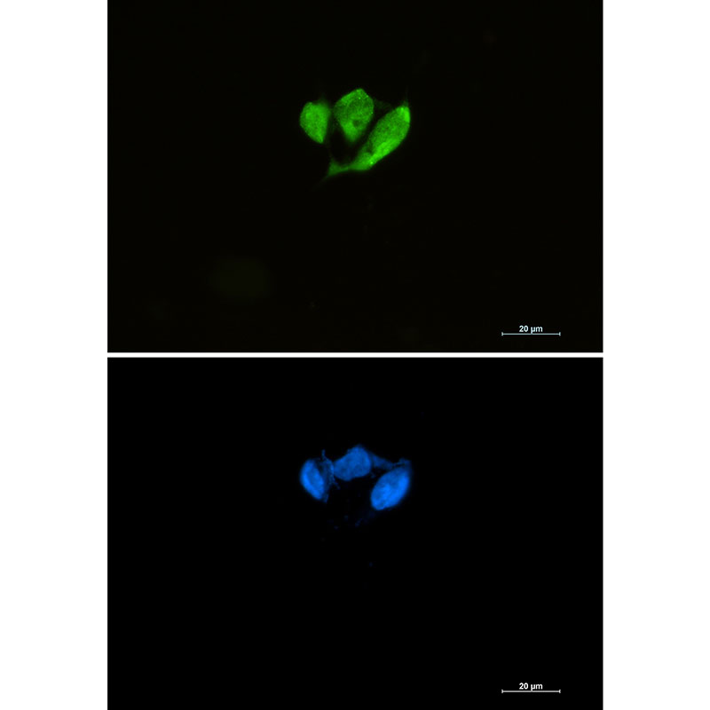 eIF4E Rabbit mAb