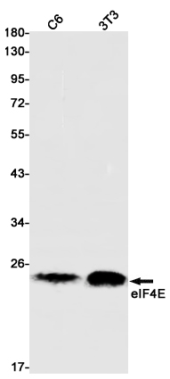 eIF4E Rabbit mAb