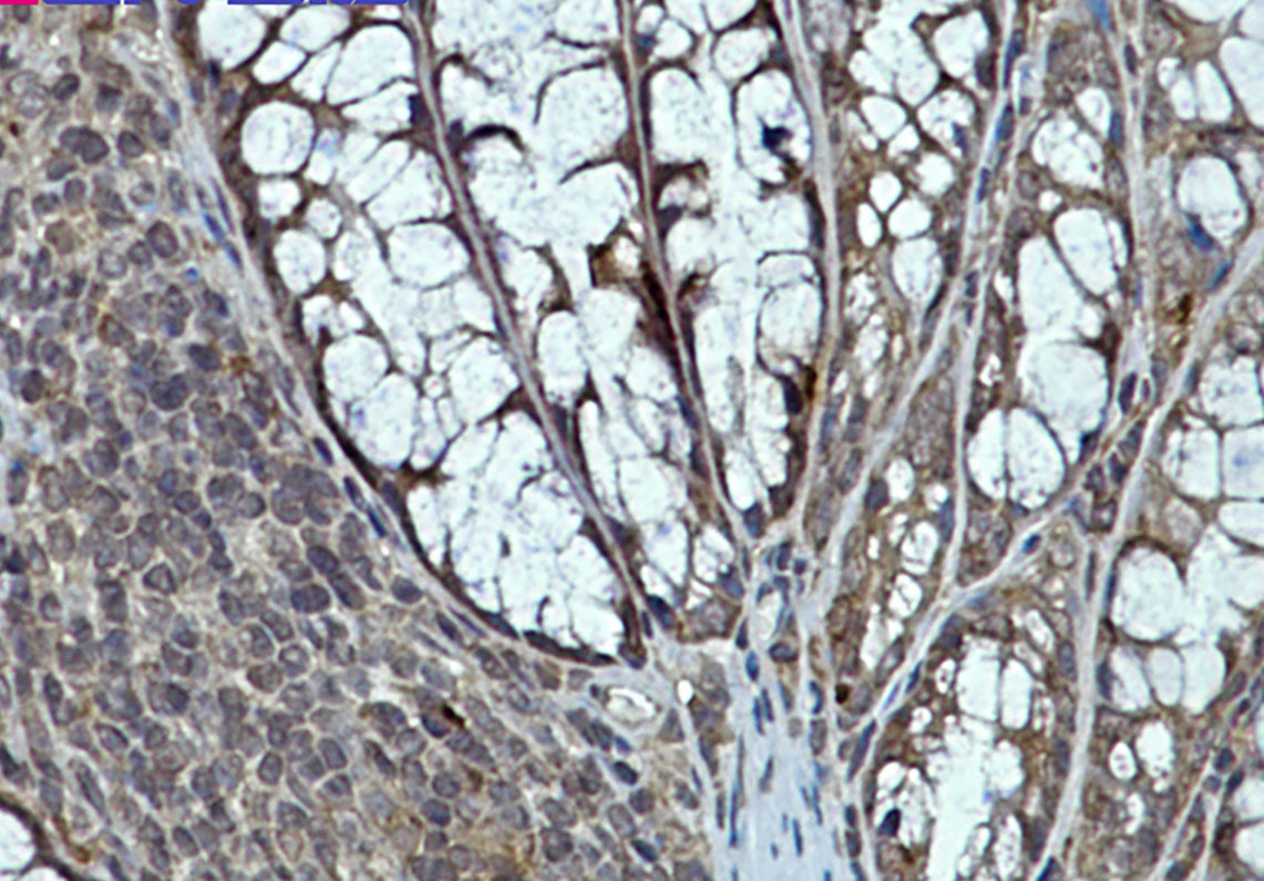 eIF4E Rabbit mAb