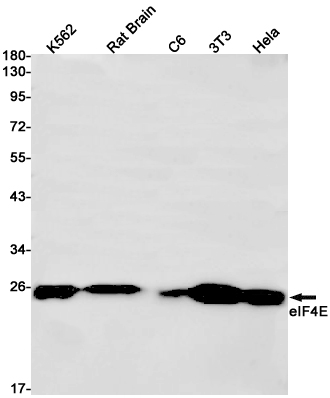 eIF4E Rabbit mAb