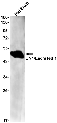 EN1 Rabbit mAb