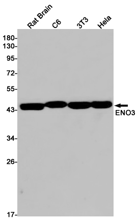 ENO3 Rabbit mAb