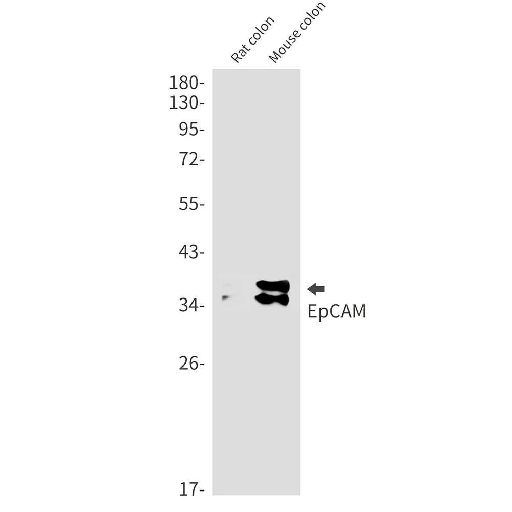 EpCAM Rabbit mAb