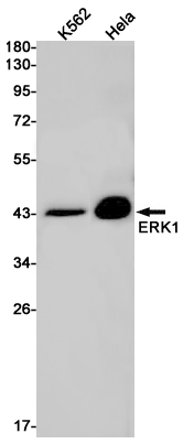 ERK1 Rabbit mAb