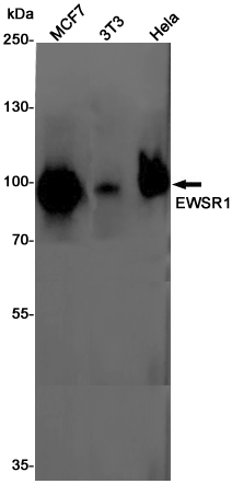 EWSR1 Rabbit mAb