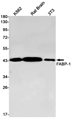 Aspartate Aminotransferase Rabbit mAb