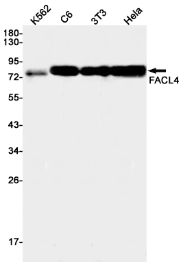 FACL4 Rabbit mAb