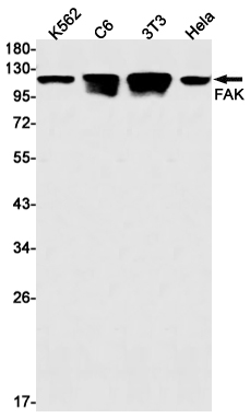 FAK Rabbit mAb