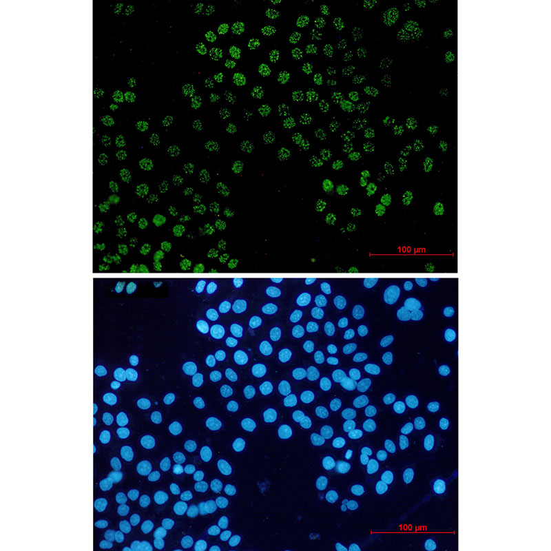 FAM50A Rabbit mAb